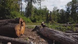 Leaf Removal in Nisswa, MN