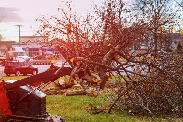 How Our Tree Care Process Works  in  Nisswa, MN