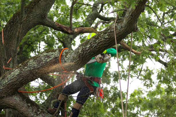 Tree and Shrub Care in Nisswa, MN