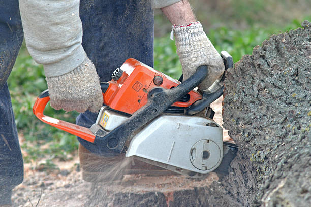 Reliable Nisswa, MN Tree Services Solutions