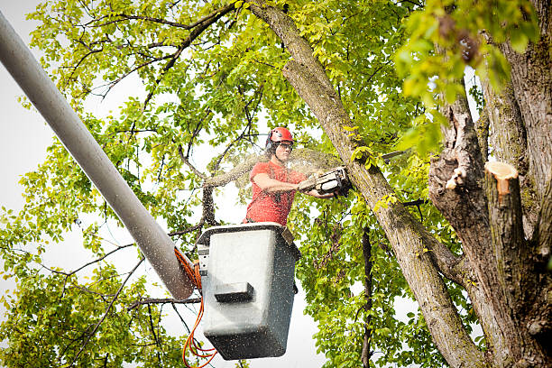 Best Tree Maintenance Programs  in Nisswa, MN