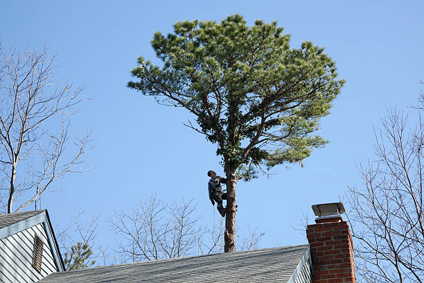 Best Seasonal Cleanup (Spring/Fall)  in Nisswa, MN