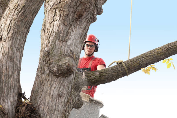 Best Hedge Trimming  in Nisswa, MN